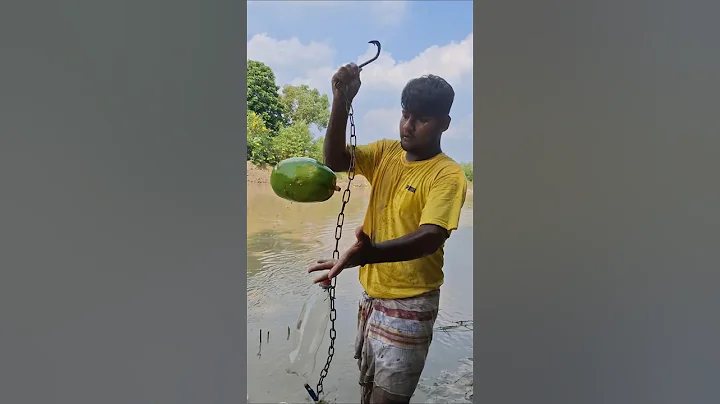 Papaya bait throwing River hunt big Shark #fishing #trap #viral