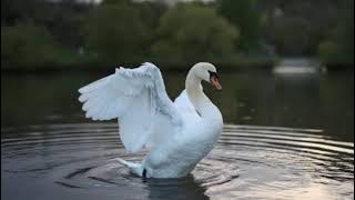 Download lagu Suara Angsa