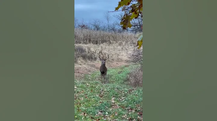Nice bucks at First Class Trophy Ranch!