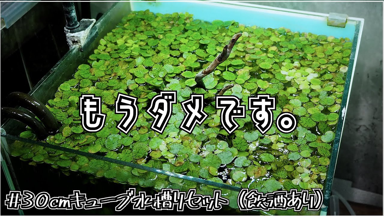 Aquarium] Resetting a 30cm cube tank invaded by floating plants
