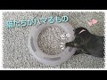 猫たちがハマるもの 猫動画