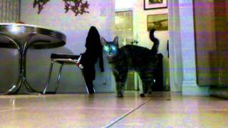 Sushi v. Cricket