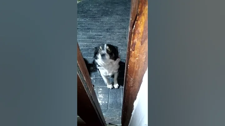 talking dog
