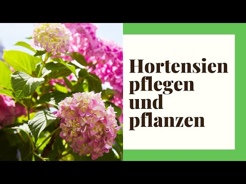 Video: Gartenhortensie pflanzen und pflegen