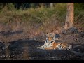 Tiger on the Rocks | Kanha |