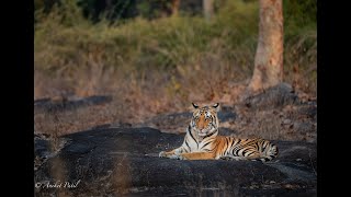 Tiger on the Rocks | Kanha |