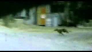 Thylacine (Tasmanian Tiger) Filmed in 1973