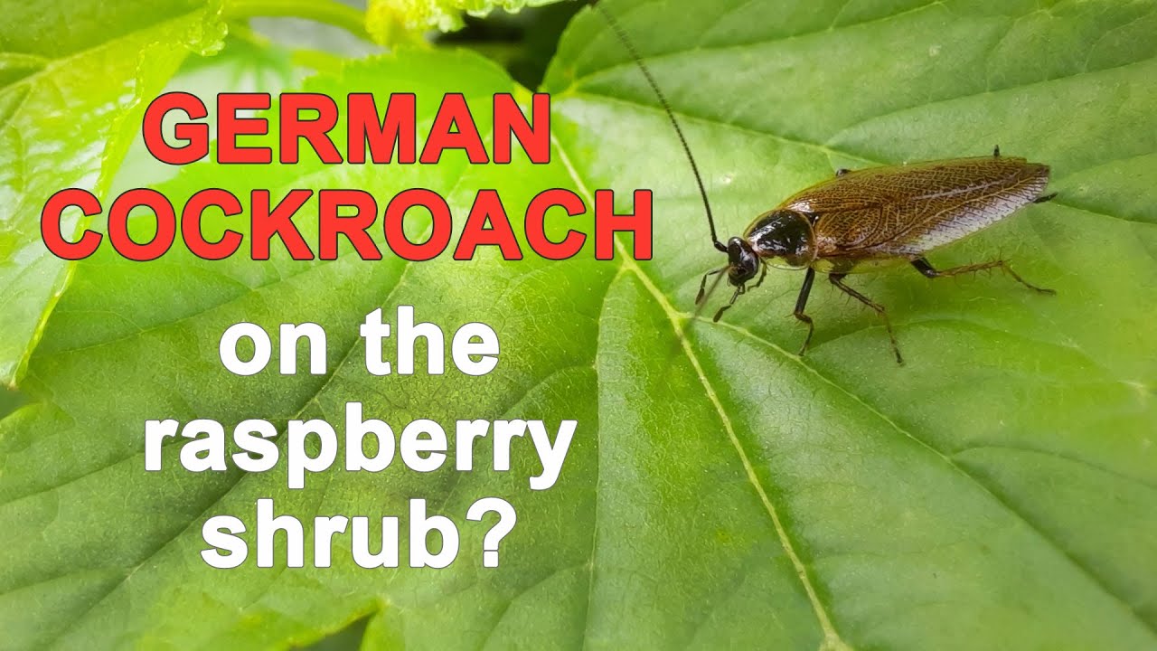 Dusky cockroach on the common shrub in the European village - YouTube