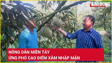 Nông dân miền Tây ứng phó cao điểm xâm nhập mặn | Báo Lao Động