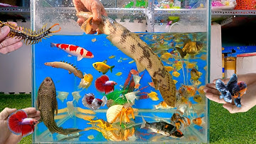 Con khủng long hoàng đế khổng lồ bên trong hồ cá thủy sinh, cá lia thia, cá betta, cá koi