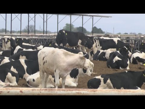 Dairy Producers in New Mexico suffering from the shut down from Covid-19