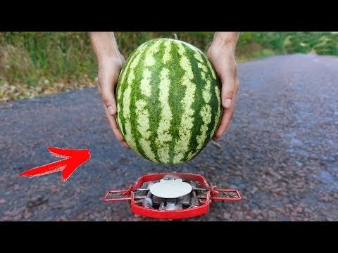 EXPERIMENT: BEAR TRAP vs WATERMELON