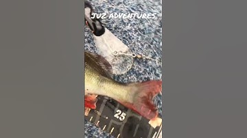 Redfin Eats Big Hardbody #shorts #perch #goulburn