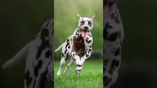 Top 10 running 1st dog breed in the world #viral #shorts #trending #dog