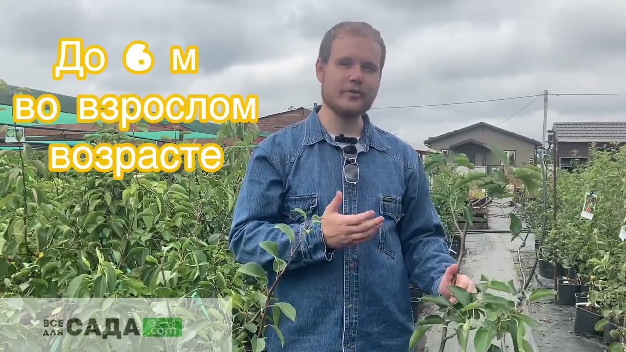 Обзор Груши сорт Россошанская десертная