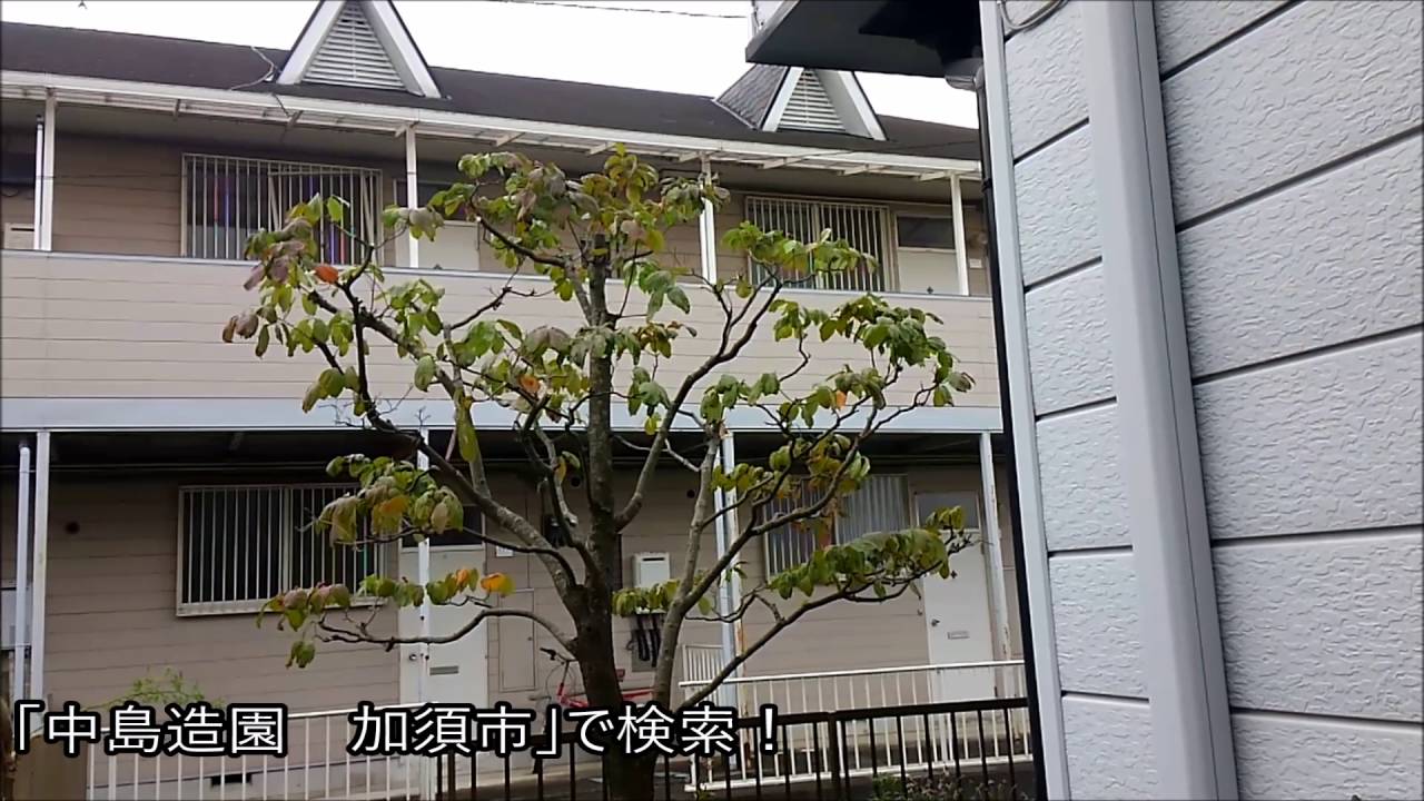 ハナミズキの剪定 作業前 作業後 加須市 久喜市 幸手市の植木屋 Youtube