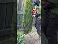 #gardening#viral#newzealand #punjabi