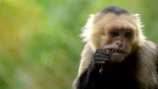 Top 100 Free PIXABAY Videos | No Copyright Videos 🔽 AOUT 2021 (NO SOUND)