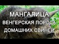 Мангалица — венгерская порода домашних свиней