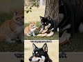 billi aur kutte prem kahani#youtube #shota#story