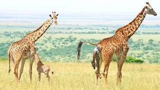 Giraffe Takes First Steps 5 Minutes After Birth Resimi