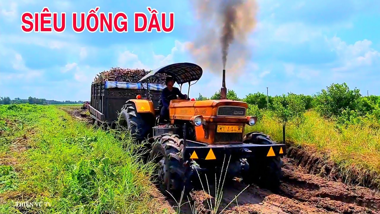 Sức Mạnh Quá Khủng Của Máy Cày Fiat 1000 Chở Củ Mì Chạy Đường Xe Dính Lầy Còn Kéo Luôn Em MTZ Ra
