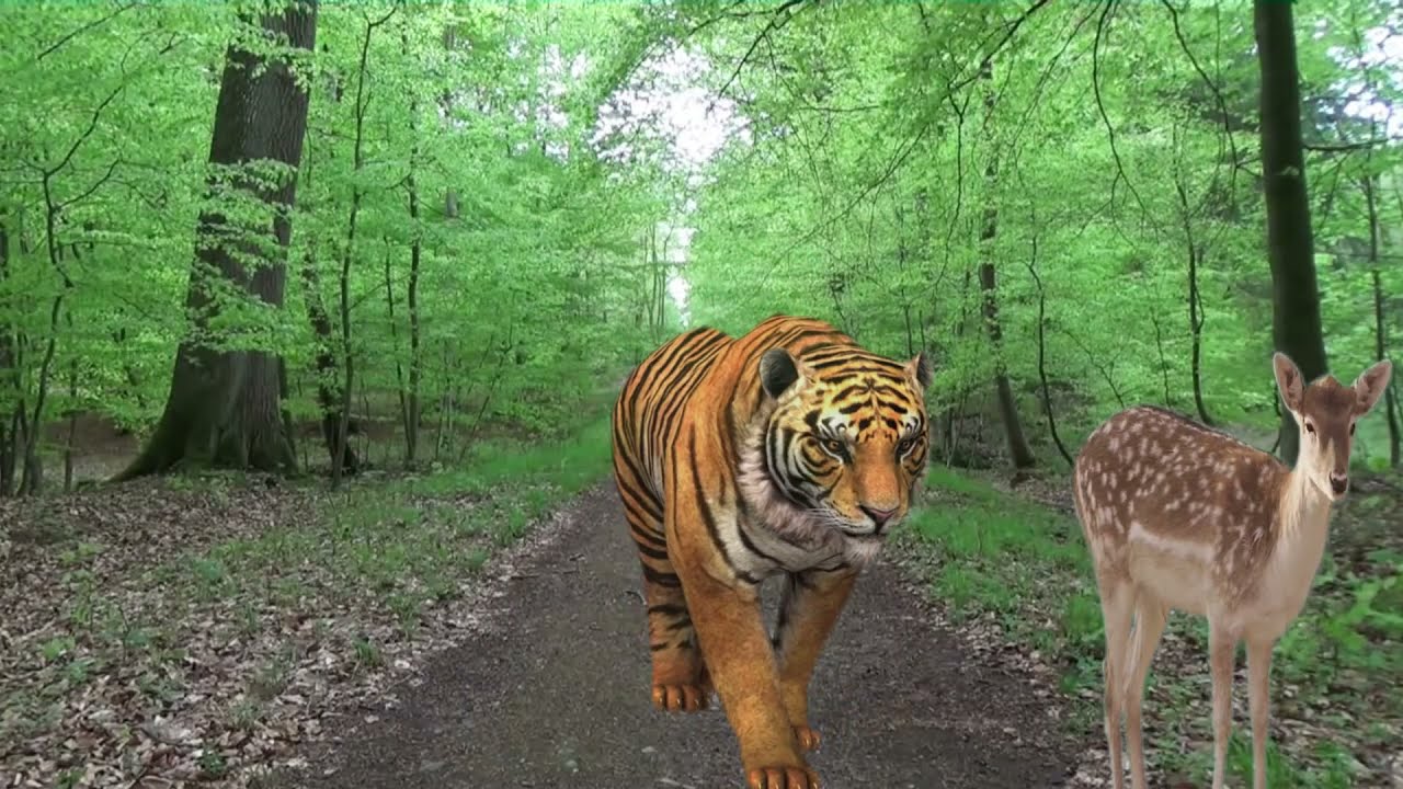 Tiger Hunts Deer | Tiger vs Deer