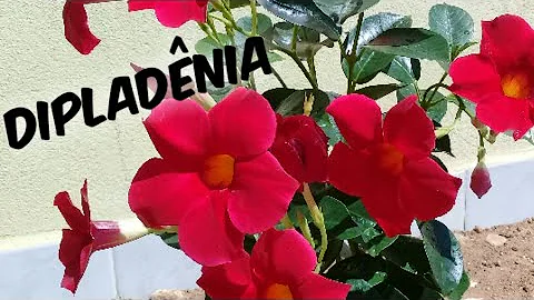 Como tratar da Dipladenia?