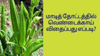 Agriculture used for ladyfinger | maadi thottam lady finger farming 3 okra | ThinaThagaval Tamil