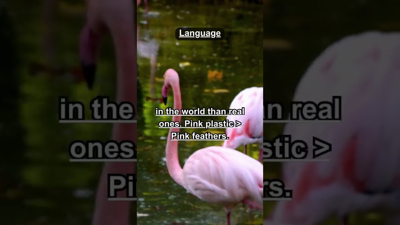 Flamingo Fun Facts & Language Laughs: A Quirky Journey!  
