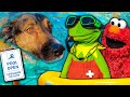 Kermit the Frog and Elmo's Swimming Pool Party! (With Puppy)