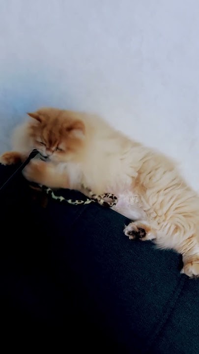 Кот Ричард играет с любимой игрушкой | #коты #кошки - YouTube