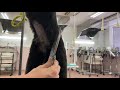 トイプードルの腹止めカット(胴抜き5㎜刃)