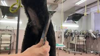 トイプードルの腹止めカット(胴抜き5㎜刃)