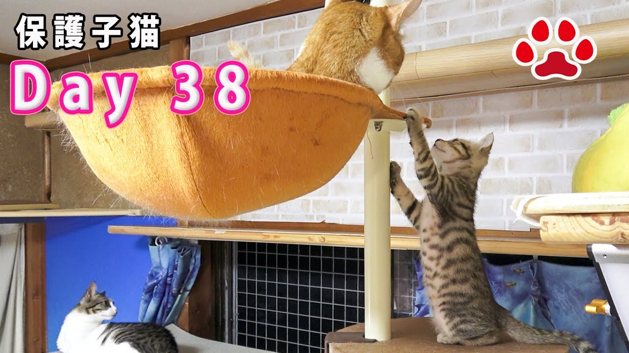 猫部屋訪問 9回目 ハンモックに近づけない子猫 瀬戸のここ日記 Youtube