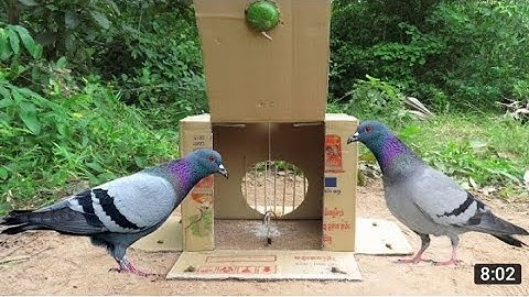 The Best Quick Bird Trap Using Cardboard Box And Woods - How To Make Bird Trap Easy