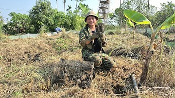 Hai vợ chồng miền bắc đào hang bắt chuột đồng trúng cả ổ chuột khủng/t08