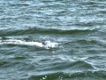 RC boat Yamaha UF26 in rough sea No.2