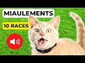 Miaulements de Chats (10 Races ) 🐱 Attirer un Chat (GARANTI)