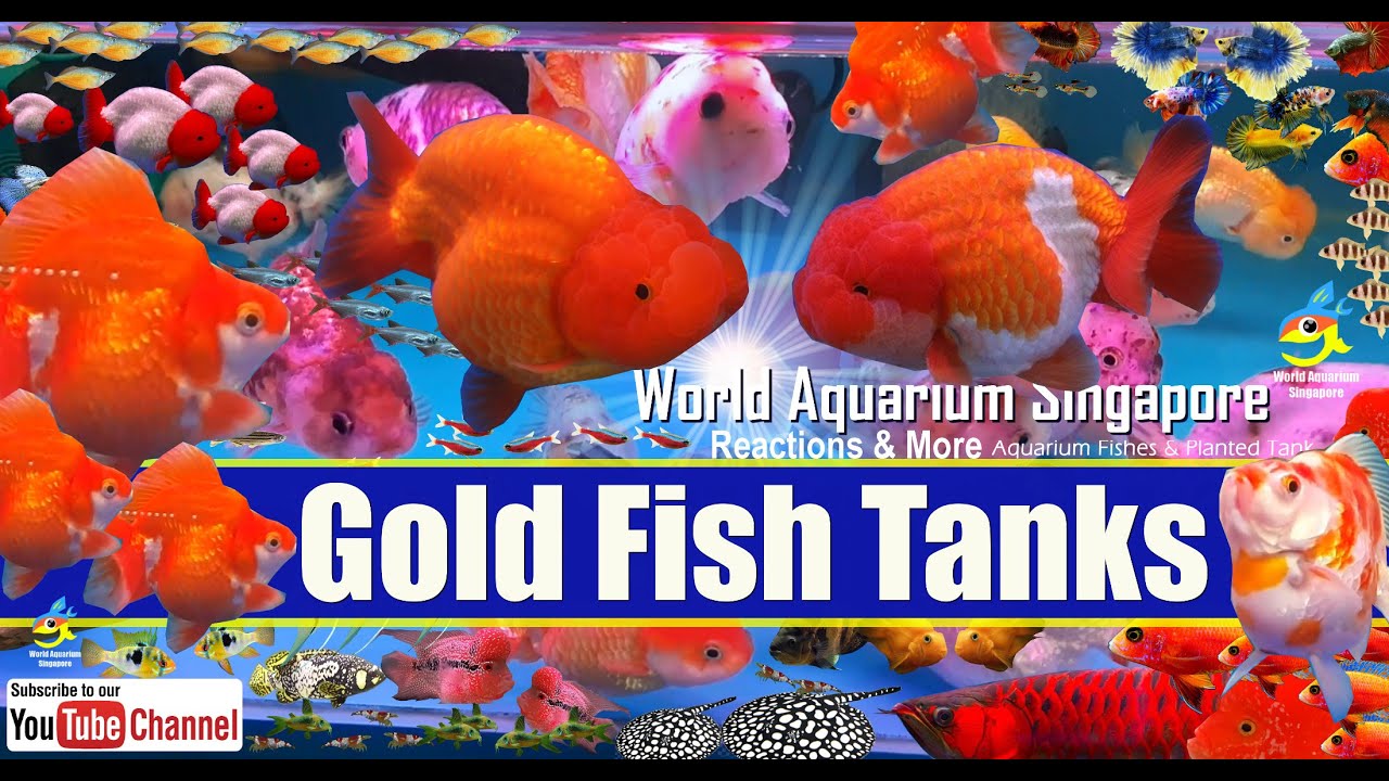 Many Goldfish Tanks Different Types of Goldfishes at Arowana