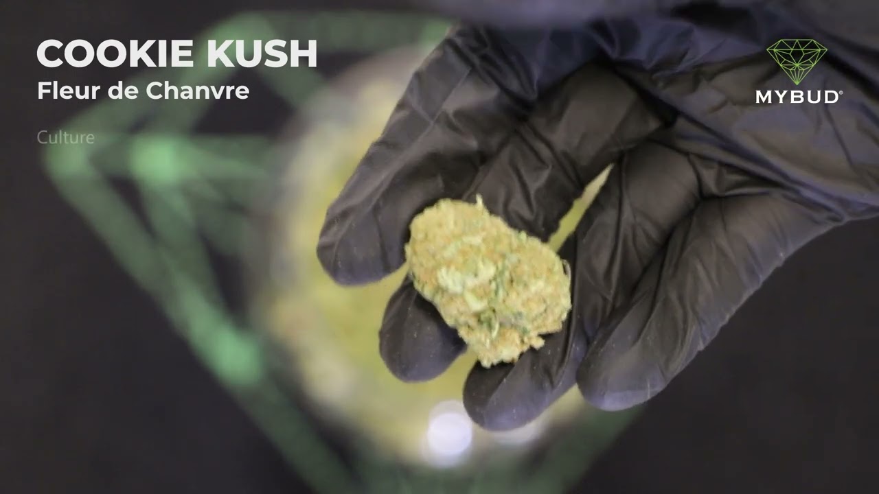 Fleur de CBD Intérieur Cookie Kush - Un Goût Exotique Chocolaté