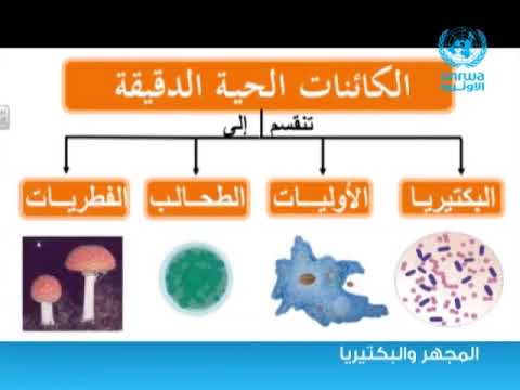 العلوم المجهر و البكتيريا