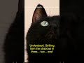 Expert Feline Team Handles The Ancient Art of Feline Stealth