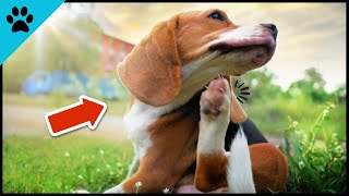 Act IMMEDIATELY When Your Dog Does THIS! 😱 | Fleas in Dogs by Dogtube 61 views 10 months ago 1 minute, 58 seconds