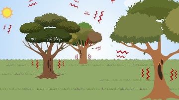 How do bacterial plant diseases impact plant health, food production and landscape management?