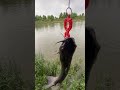 These river cats are tough! #fishing #catfish #outdoors @KastKing @ZManFishingProducts