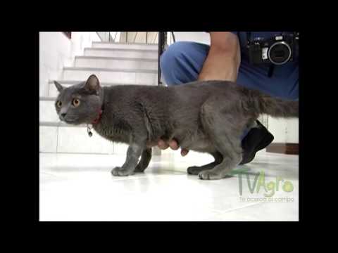 Video: Lesión Cerebral En Gatos
