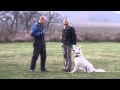 White swiss shepherd-training of defence/Ayla Shengul Nubika
