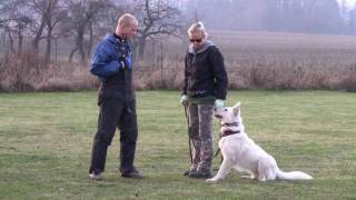 White swiss shepherd-training of defence/Ayla Shengul Nubika
