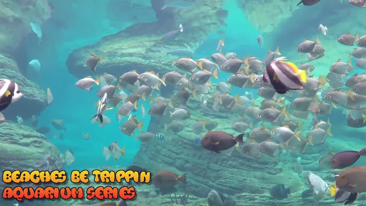 Aquarium Live Cam Underwater Live Cam Live Aquarium Series YouTube